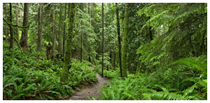 Trail, Mt. Chuckanut