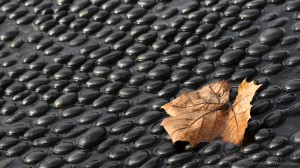 Leaf on stones