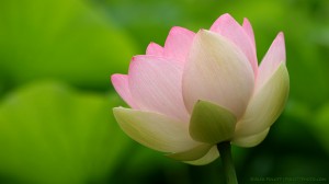 Japanese lotus in summer