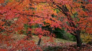 Japanese maple in autumn