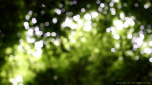 Japanese maple in summer