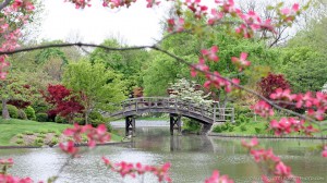 Pink dogwoods in spring