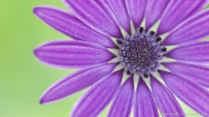 African daisy 2