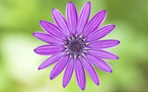 African daisy 1