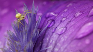 Spider on bearded iris