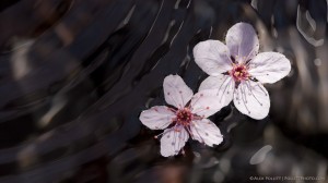 Crabapple blossoms in fountain