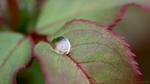 Waterdrop on rose leaf