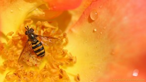 Sweat bee, morning dew