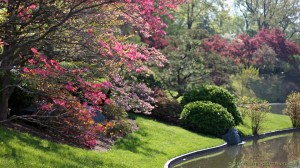 Dogwoods in spring