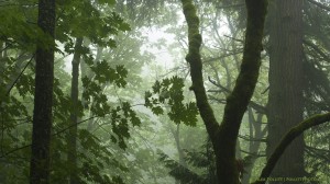 Descending Chuckanut