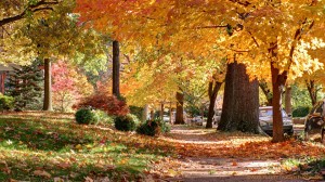 Parkview in autumn